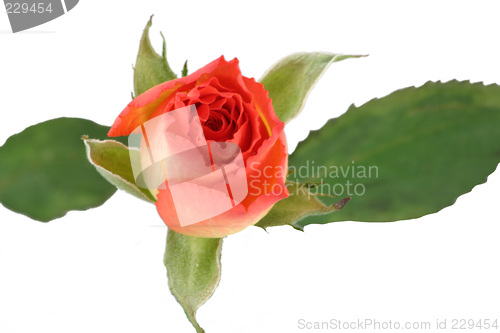 Image of rose and leaves