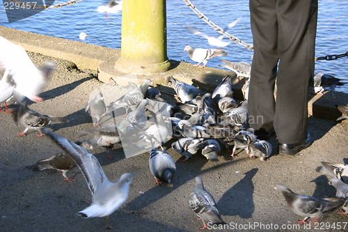 Image of feeding the birds