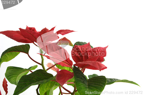 Image of poinsettia