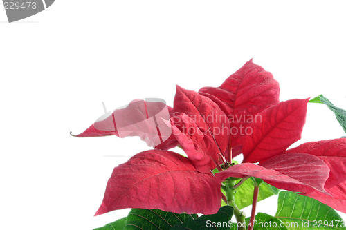 Image of poinsettia