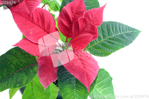 Image of poinsettia