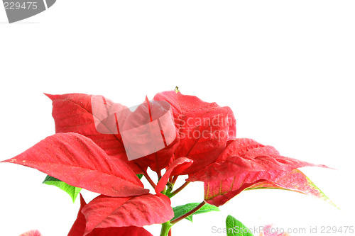 Image of poinsettia