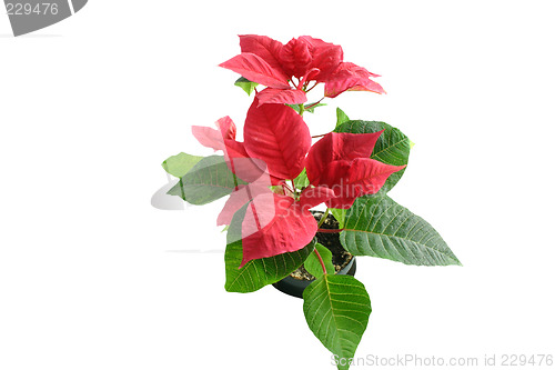 Image of poinsettia