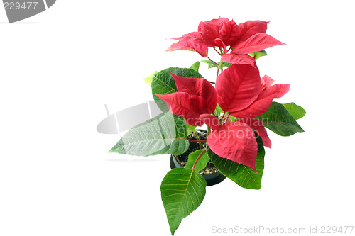 Image of poinsettia