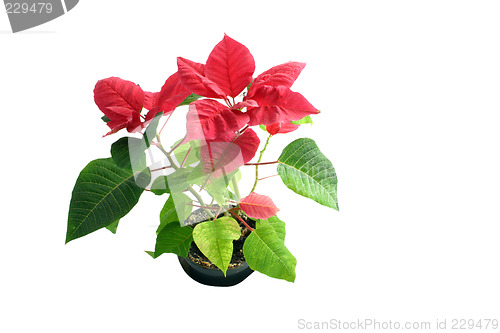 Image of poinsettia