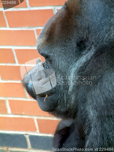 Image of gorilla
