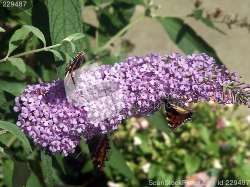 Image of butterfly