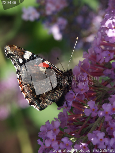 Image of butterfly