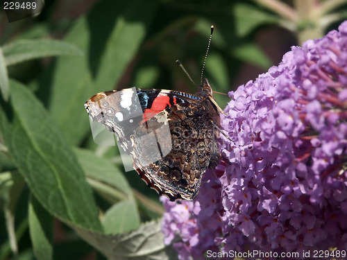 Image of butterfly