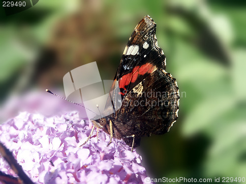 Image of butterfly
