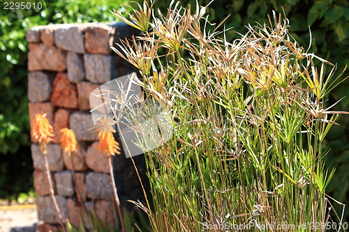 Image of Ornamental papyrus grass