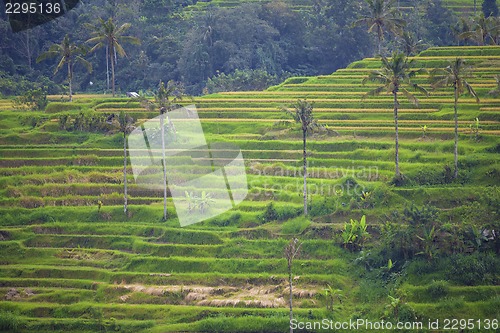 Image of Rice Terrace