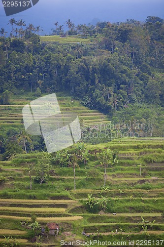 Image of Rice Terrace