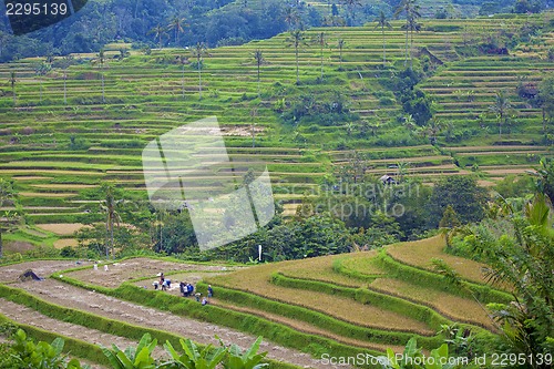 Image of Rice Terrace