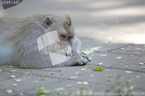 Image of Long-tailed Macaque Monkey