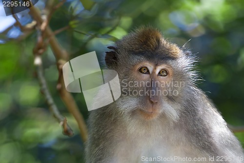 Image of Long-tailed Macaque Monkey