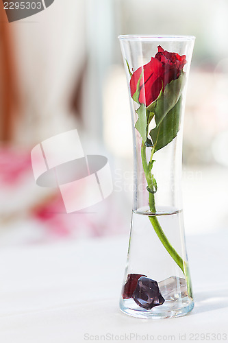 Image of red rose in a vase