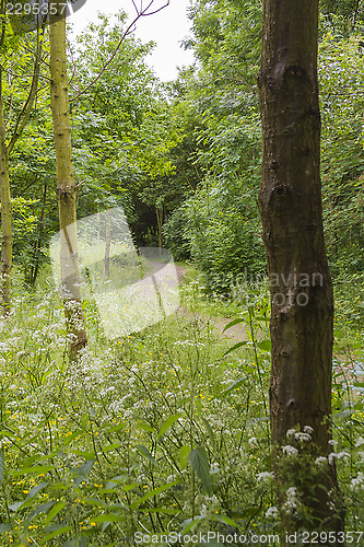 Image of woodland path