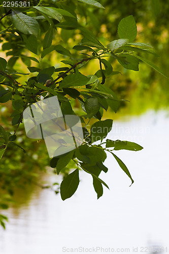 Image of leaves over water