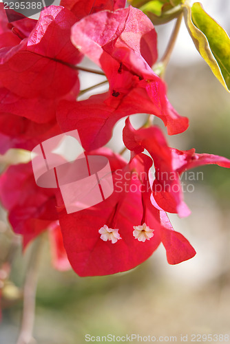 Image of Red Bougainvillea