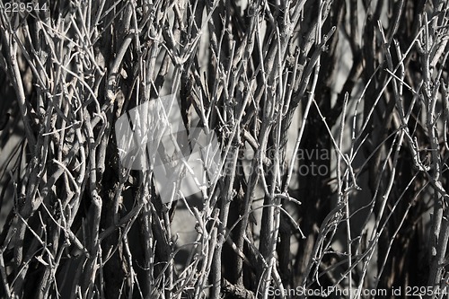 Image of Naked branches of a bush