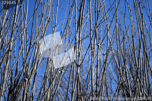 Image of Dense tree branches against the blue sky