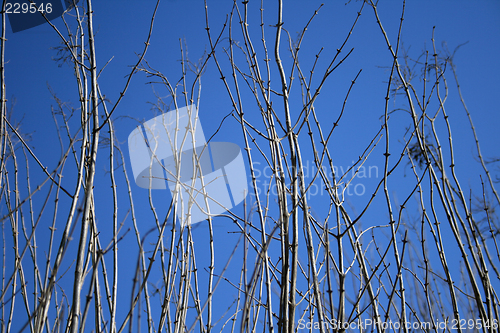 Image of Tree branches reaching for the blue sky