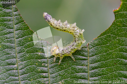 Image of Small caterpillar eating a green leaf