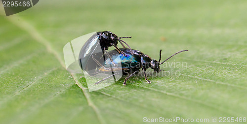 Image of Pair of black beetles, mating behavior