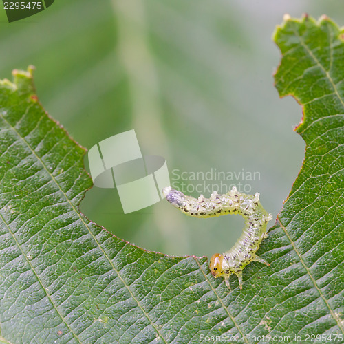Image of Small caterpillar eating a green leaf
