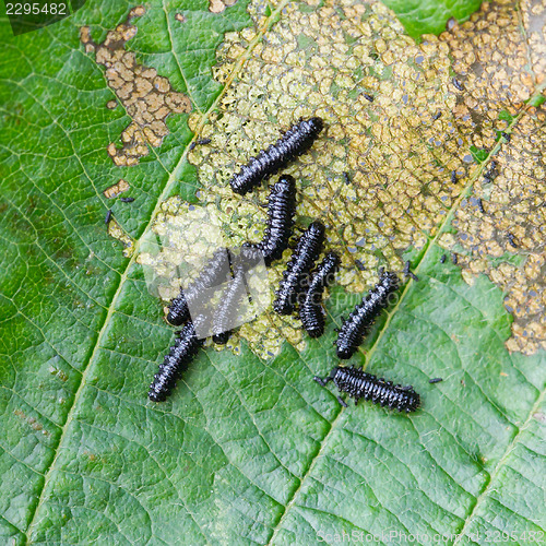 Image of Group of small black caterpillars