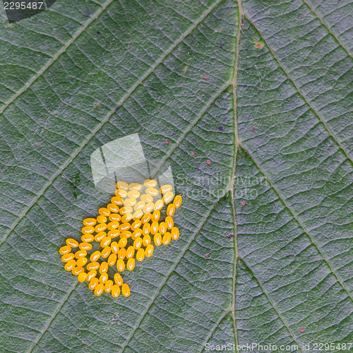 Image of Aporia crataegi Eggs on Green Leaf Close-up