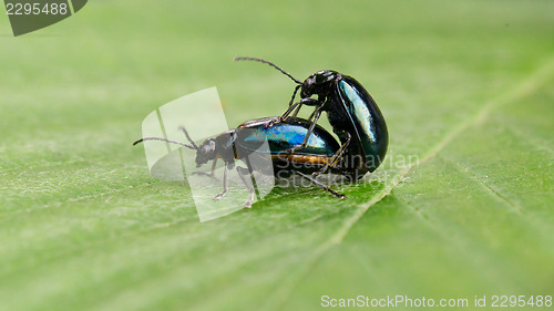 Image of Pair of black beetles, mating behavior