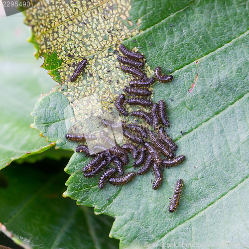 Image of Group of small black caterpillars