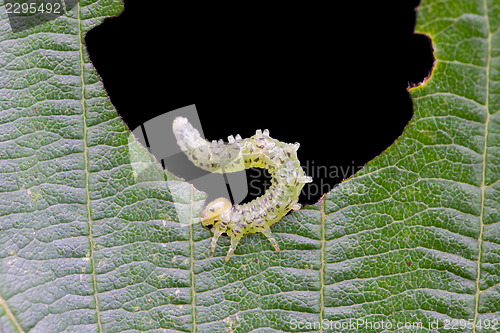 Image of Small caterpillar eating a green leaf