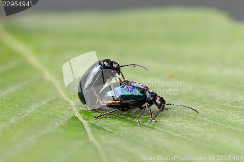 Image of Pair of black beetles, mating behavior