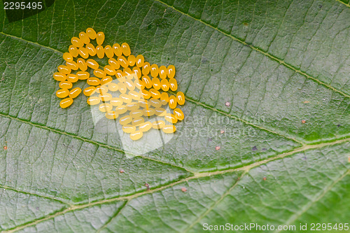 Image of Aporia crataegi Eggs on Green Leaf Close-up