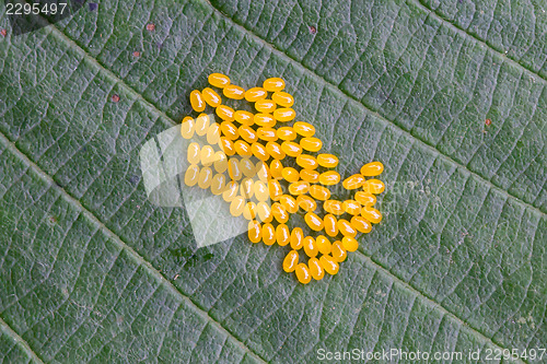 Image of Aporia crataegi Eggs on Green Leaf Close-up