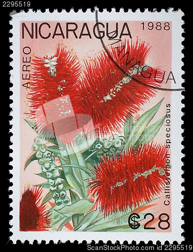Image of Stamp printed in Nicaragua shows Callistemon speciosus
