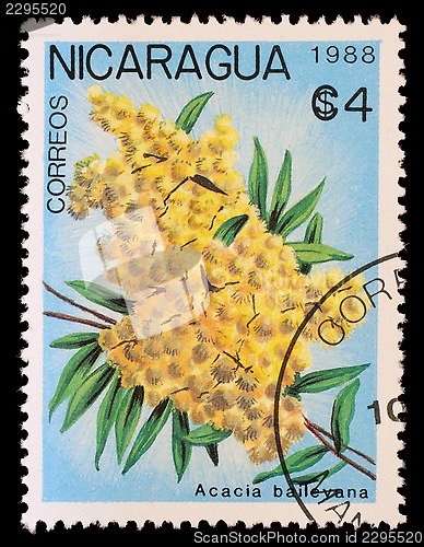 Image of Stamp printed in Nicaragua shows Acacia baileyana