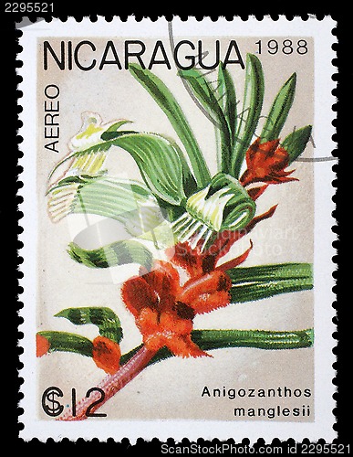 Image of Stamp printed in Nicaragua shows Anigozanthos manglesii