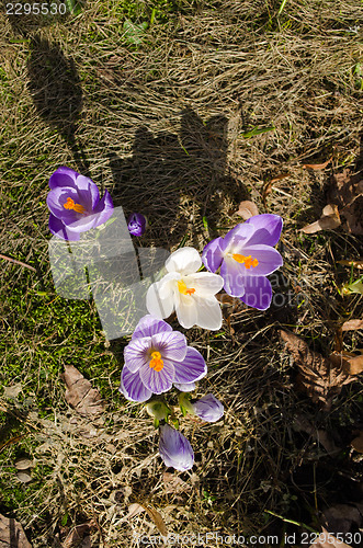 Image of evening shadows crocus saffron spring flower bloom 