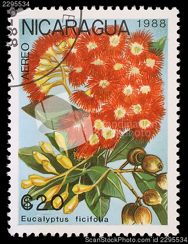 Image of Stamp printed in Nicaragua shows Eucalyptus ficifolia