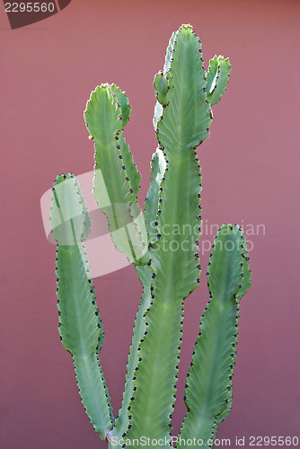 Image of Euphorbia Cactus