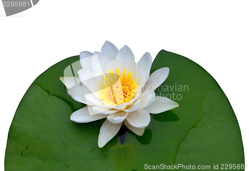 Image of Victoria amazonica, water lilie