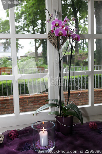 Image of Beautiful purple Phalaenopsis orchid