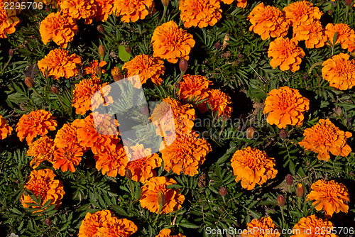 Image of Orange flowers in the flowerbed.