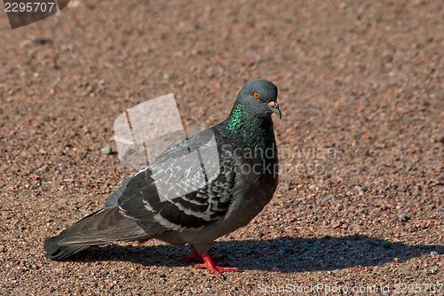 Image of Dove on the walkway.