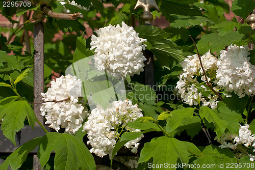 Image of The buds of white flowers on a green.