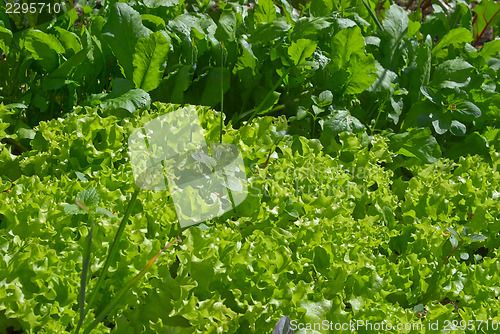 Image of Green salad on a bed.